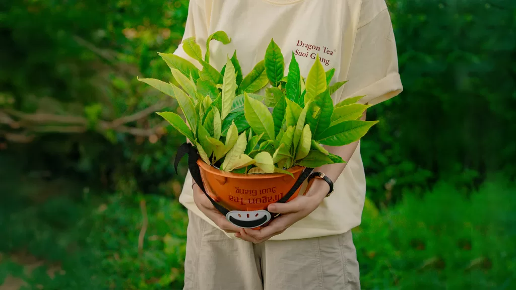 CHÈ SHAN TUYẾT SUỐI GIÀNG – HƯƠNG VỊ VÙNG CAO KHIẾN AI ĐẾN CŨNG MUỐN THỬ