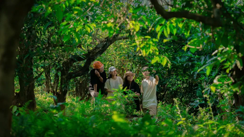 DU LỊCH SUỐI GIÀNG – CẨM NANG KHÁM PHÁ THIÊN ĐƯỜNG CHÈ SHAN TUYẾT CỦA LÀO CAI